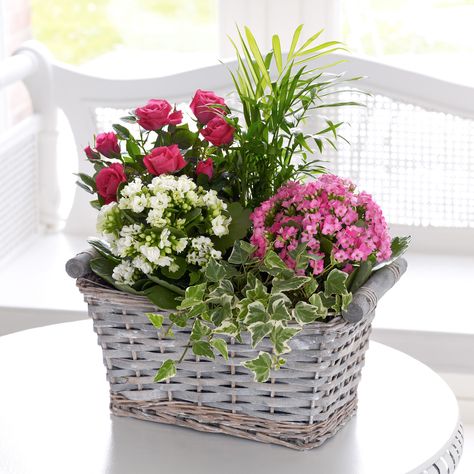 There's a pretty display of pale pink kalanchoe, a white kalanchoe, a pink rose plant, ivy and palm in this woven basket. Basket Plant Arrangements, Front Porch Planter Ideas, Front Porch Planter, Kalanchoe Flowers, Porch Planter Ideas, Front Porch Flower Pots, Porch Planter, Plant Arrangements, Basket Plant