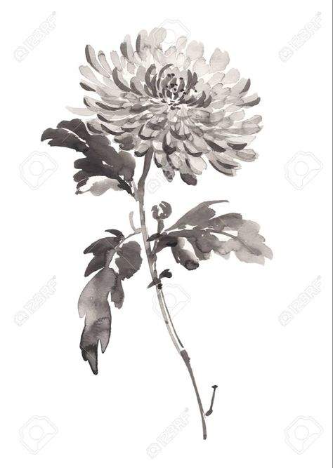 Crisantemo Tattoo, Chrysanthemum Drawing, Chrysanthemum Watercolor, Tattoo Maker, Chrysanthemum Tattoo, China Ink, Sumi E Painting, Black Brush, Chinese Art Painting