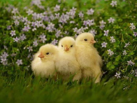 Soft, fluffy, peeping little chicks feel so wonderful to hold! Because they're so tiny and cute, you can't help but to smile when you feel one wriggling around in your hands! Chicken Wallpaper, Spring Animals, Baby Chickens, Cute Chickens, Hens And Chicks, Baby Chicks, Cute Birds, Animal Wallpaper, Chickens Backyard