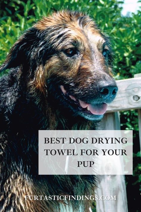 Dog drying towels can make drying off your dog after a bath or a rain soaked adventure easier and faster than using a regular towel. Cool Doormats, Soaking Wet, Bark Box, Types Of Dogs, Drying Towels, Microfiber Towel, Dog Grooming, Best Dogs, Towels