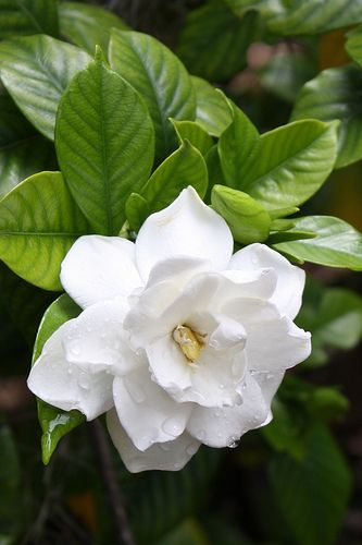 Used Coffee Grounds, Gardenia Flowers, Gardenia Plant, Pruning Fruit Trees, Uses For Coffee Grounds, Beautiful Flowers Photography, Fertilizer For Plants, Beautiful Flowers Photos, Garden Aesthetic