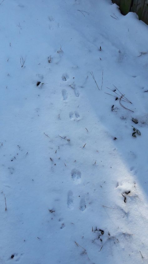 rabbit footprint in the snow Rabbit Footprint, Rabbit Footprints, Animal Tracks, The Snow, Art Inspo, Art, Norte