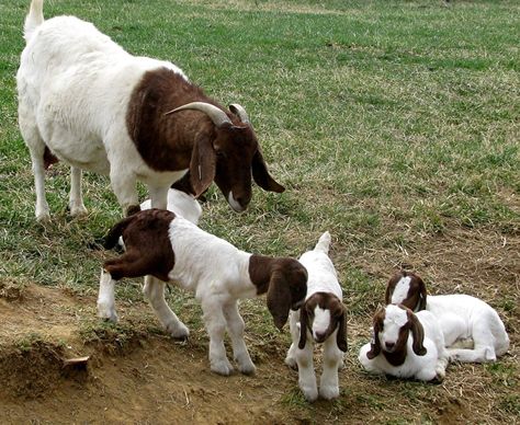 Goat Breeds, Goats For Sale, Show Goats, Boer Goats, Natural Farming, Goat Lover, Dairy Goats, Cute Goats, Goat Farming