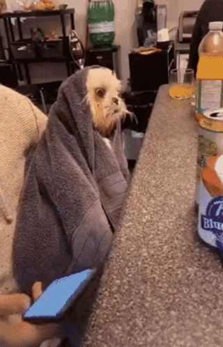 Freezing Shivering GIF - Freezing Shivering Bath - Discover & Share GIFs Contemplating Life, Ugly Animals, Best Fragrances, Dog Sitting, Cool Gifs, The Sun, Frozen, Cute Animals, Gif