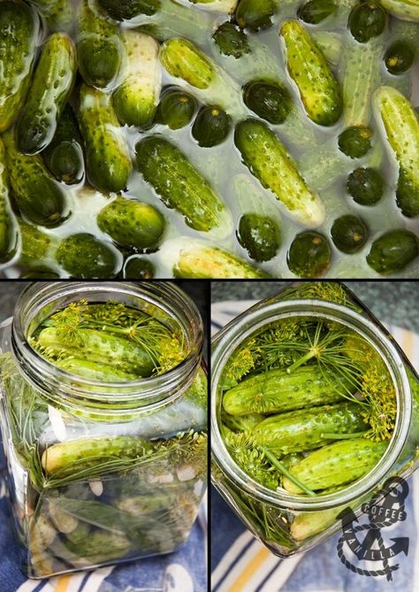 Polish dill pickles recipe Salt Brine Pickles, Polish Dill Pickles Recipe, Hungarian Pickles, Salted Cucumbers, Polish Recipe, Polish Foods, Polish Heritage, Pickles Recipe, Eastern European Recipes