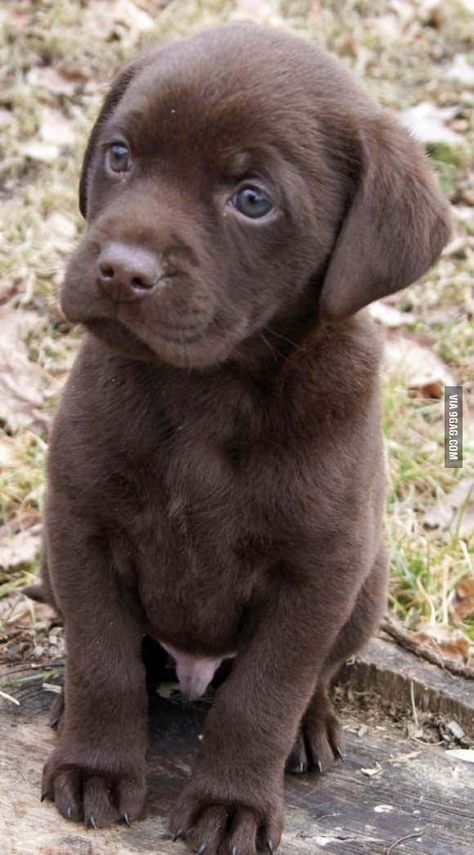 Chocolate Lab Puppy Labrador Puppy Chocolate, Chocolate Lab Puppies, Chocolate Labrador Retriever, 골든 리트리버, Söt Katt, Lab Puppy, Labrador Retriever Puppies, Black Labs, Lab Puppies