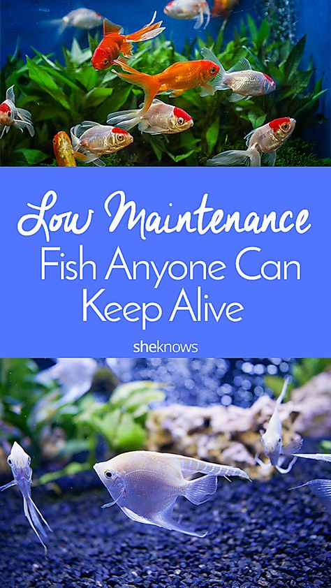 Pin it! 6 Low-Maintenance Pet Fish Fish Tank For Kids, Delicious Fish Recipes, Freshwater Fish Tank, Fish Tank Themes, Low Maintenance Pets, Goldfish Tank, Small Fish Tanks, Betta Aquarium, Tropical Fish Tanks