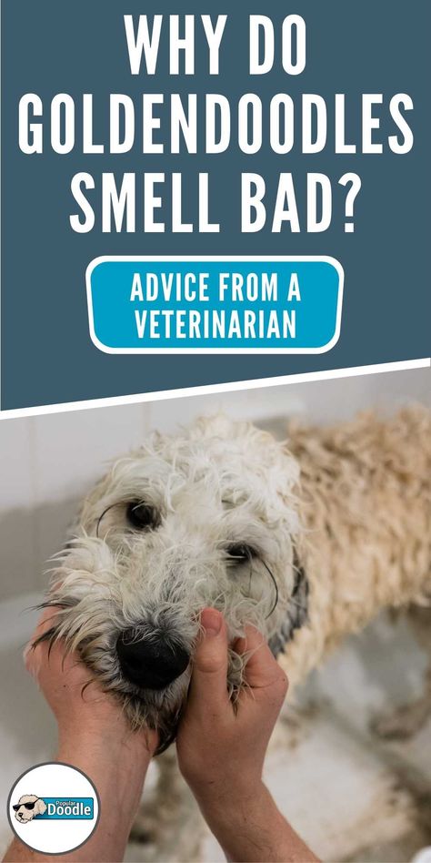 Do Goldendoodles smell bad? Or, is it just your dog? Find out the common causes of a stinky Goldendoodle and when you should see a vet! Dog Smells Bad, Red Goldendoodle, Standard Goldendoodle, F1b Goldendoodle, Best Dog Shampoo, Stinky Dog, Bad Advice, Golden Doodle Dog, Dog Remedies