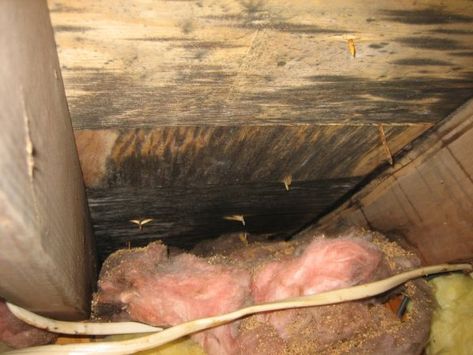 In the first post, we looked at how adding insulation could lead to frozen pipes if the insulation was put in the wrong location. But, just like a sweater, if you put everything you want to be warm… Attic Vent, Loft Rooms, Attic Vents, Building Science, Attic Office, Attic Renovation Ideas, Attic Ideas, Finished Attic, Attic Ventilation