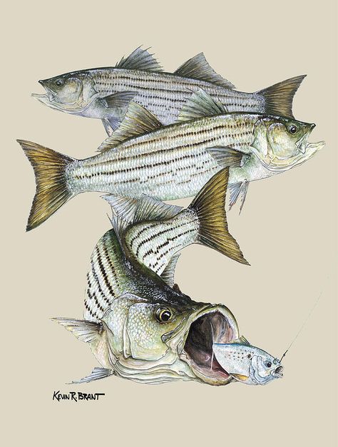 Ready to go slay some striper this weekend! Bass Fish Drawing, Bass Illustration, Guy Harvey Art, Striper Fish, Bass Art, Striper Fishing, Fish Drawing, Fish Artwork, Carpe Koi