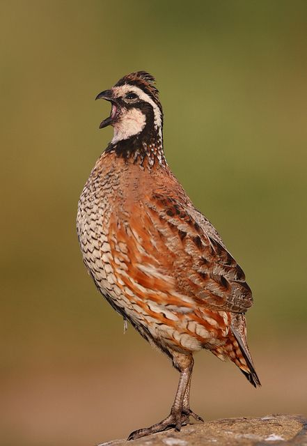 Northern Bobwhite Expressive Animals, Bob White Quail, Bobwhite Quail, Raising Quail, Quail Hunting, Quails, Paper Birds, Rare Birds, Game Birds