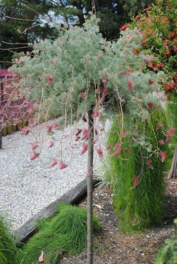 news/graftednatives Standard Grevillea, Red Toothbrush, Inexpensive Landscaping, Sustainable Garden Design, Native Plant Garden, Native Plant Landscape, Australian Native Garden, African Plants, Native Plant Gardening