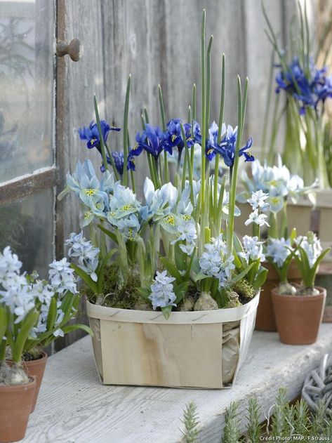 Iris Reticulata, Urban Garden Design, Grand Marais, Garden Vases, Blue Garden, Spring Bulbs, Deco Floral, Wedding Flower Arrangements, Bulb Flowers