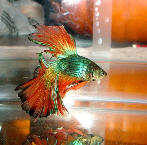 Betta Care, Koi Betta, Colourful Fish, Sea Creatures Art, Green Fish, Salt Water Fish, Orange Fish, Beta Fish, Underwater Creatures