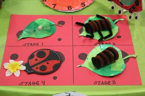 Ladybug Life Cycle Preschool, Ladybug Life Cycle Craft, Ladybug Science, Science Activities For Preschool, Spring Craft Ideas, Insects Kindergarten, Ladybug Life Cycle, Grouchy Ladybug, Life Cycle Craft