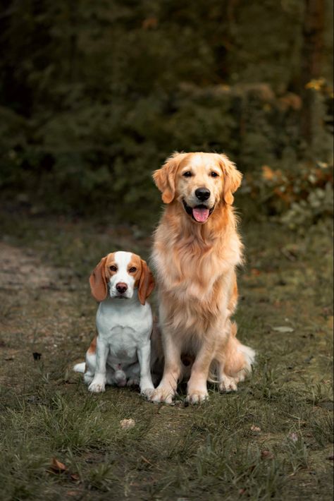 Beagle and Golden Retriever Beagle And Golden Retriever, Dream Aesthetic, Beagle Puppy, Dogs Golden Retriever, Animal Friends, Dog Photography, Wallpaper Ideas, Animals Friends, Dog Lover