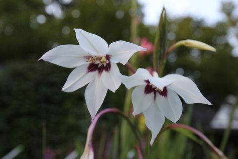 The peacock orchid is a vibrant and beautiful plant that comes from Africa. While this plant does require… Peacock Orchid, Orchid Diseases, Mass Cane, Fatsia Japonica, Evening Garden, Orchid Plant Care, Types Of Fungi, Sweet Perfume, Corn Plant