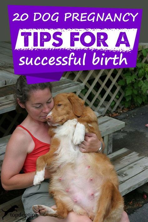 Pregnant Dog Food Recipes, Pregnant Dog Food, What To Feed A Pregnant Dog, Dog Pregnancy Stages, Dog Refuses To Give Birth, Dogs And Pregnant Women, Pregnant Dog, Dog Breeder, Homemade Dog Food