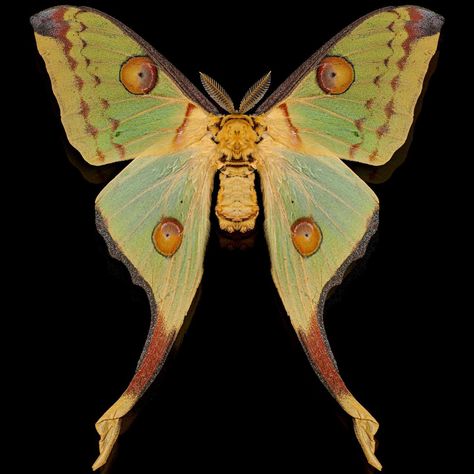 Aljosha Daele | Argema mittrei (Cometh moth or Madagascar moon moth) The comet moth (Argema mittrei) or Madagascan moon moth is an African moth, native to... | Instagram Comet Moth, Colorful Moths, Moon Moth, The Comet, Madagascar, Cosmos, Moth, Bugs, Insects