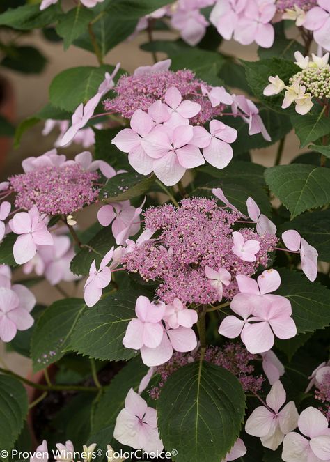 Let's Dance® Diva! - Reblooming Hydrangea - Hydrangea macrophylla | Proven Winners Little Lime Hydrangea, Hardy Hydrangea, Hydrangea Seeds, Proven Winners Plants, Hydrangea Shrub, Endless Summer Hydrangea, White Flower Farm, Hydrangea Care, Hydrangea Macrophylla