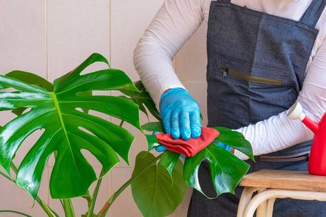 The Secret to Making Your Monstera's Leaves Shine: Leaf Polishing 101 Cleaning Monstera Leaves, Wall Mounted Trellis, Ladder Plant Stand, Plant Ladder, Bamboo Stakes, Plant Structure, Pest Prevention, Shine Spray, Monstera Leaves