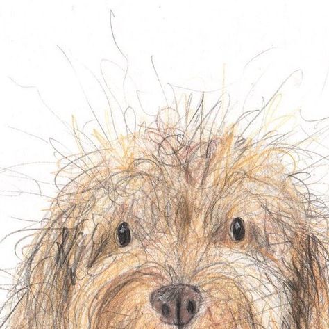 Catherine Rayner on Instagram: "Tonight I drew Elspeth. 🤍 She’s a cockapoo. I hope she makes you smile on this chilly evening! 🍂#catherineraynerdailydrawing the original drawing is available to adopt from my website.  . . #cockapoo #cockapoos #cockapoo_corner #cockapoosofinstagram #cockapoolife #cockapoolove #cockapoopuppy #dog #dogstagram #dogs #doglover #dogart #doglife #dogdaily" Cockapoo Art, Catherine Rayner, Dog Doodles, Book Doodle, Australian Terrier, Cockapoo Puppies, Framed Pictures, Artwork For Home, Daily Drawing