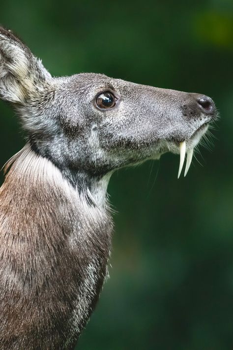 A picture of a Siberian Musk Deer with vampire's teeth Siberian Musk Deer, Vampire Deer, Deer Pretty, Musk Deer, Water Deer, Male Deer, Creepy Animals, Wild Animals Photography, Animal References