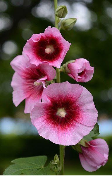 Hollyhock Hollyhocks Flowers, Flowers For You, Flower Beauty, Beautiful Blooms, Amazing Flowers, Love Flowers, Flowers Photography, Pretty Flowers, Beautiful Gardens