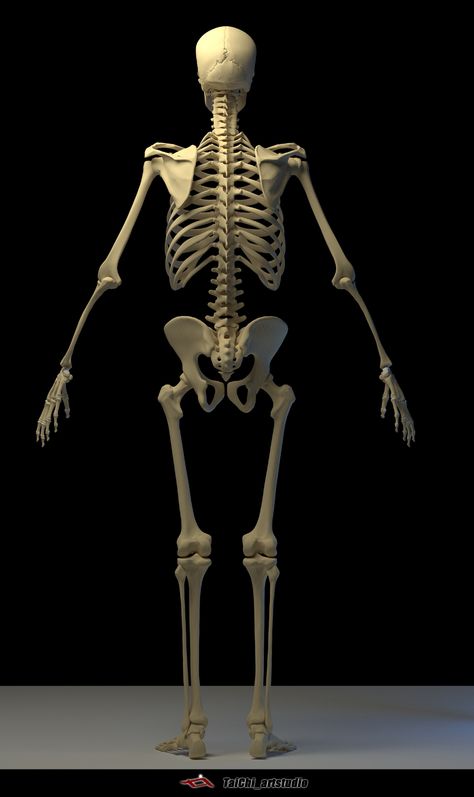 ArtStation - Human skeleton, Tai ji Skeleton Back View, Human Body Skeleton, Skeleton Back, Body Skeleton, Human Skeleton Anatomy, Human Anatomy Reference, Human Anatomy For Artists, Anatomy Bones, Skeleton Anatomy