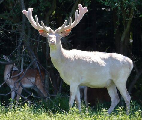 Albino Deer Albino Deer, Rare Albino Animals, Fairytale Creatures, Big Deer, Deer Hunting Tips, Deer Meat, Deer Photos, Deer Pictures, Albino Animals