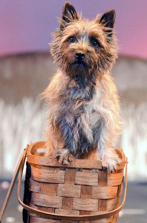 Nigel, stars as Toto in Woodland Hills' performance Wizard Of Oz Dog, Wizard Of Oz Cast, Toto Wizard Of Oz, Wizard Of Oz Movie, Witches Castle, Wizard Of Oz 1939, Oz Movie, Terrier Breeds, The Wonderful Wizard Of Oz