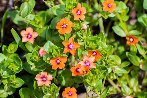 Anagallis Arvensis, Scarlet Pimpernel, Fleur Orange, Reddish Orange, Easy Plants, Buy Plants, Plant Combinations, Late Winter, Egg Shape