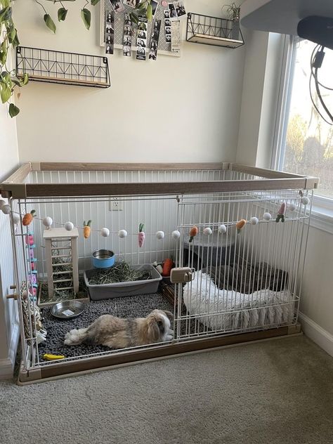 Rabbit Free Roam, Free Roam Rabbit Set Up, Free Roam Bunny Set Up, Rabbit Setup, Bunny Enclosure, Rabbit Things, Diy Bunny Cage, Indoor Rabbit House, Indoor Rabbit Cage