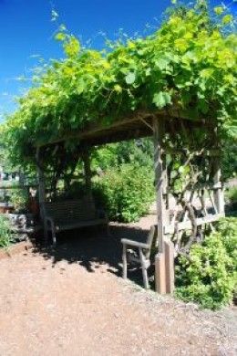 Grape Vines Breakfast Patio, Grapevine Trellis, Arbor Trellis, Grape Vine Trellis, Decorative Trellis, Grape Trellis, Grape Arbor, Vine Trellis, Arbors Trellis