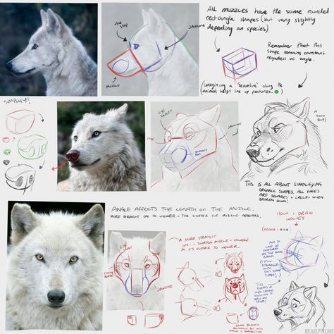 EtheringtonBrothers on Twitter: "Our feature artist/tutorial for #LEARNUARY today is this SIMPLY WONDERFUL page of notes by the excellent @BearlyFeline! Beautiful explanations, wonderful illustrations and real-world examples, a perfect tutorial! #wolves #dogs #wolf #characterdesign #artips #drawing #tutorial… https://t.co/04KANzJhCR" Anthro Anatomy, Drawing Advice, Wolf Sketch, Artist Tutorials, Canine Drawing, Dog Anatomy, Animal Study, Canine Art, Wolf Drawing