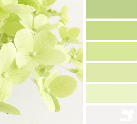 Pale Chartreuse, Design Seeds Color Palette, Seeds Color Palette, Today's Inspiration, Seeds Color, Color Schemes Colour Palettes, Color Palate, Design Seeds, Color Palette Design