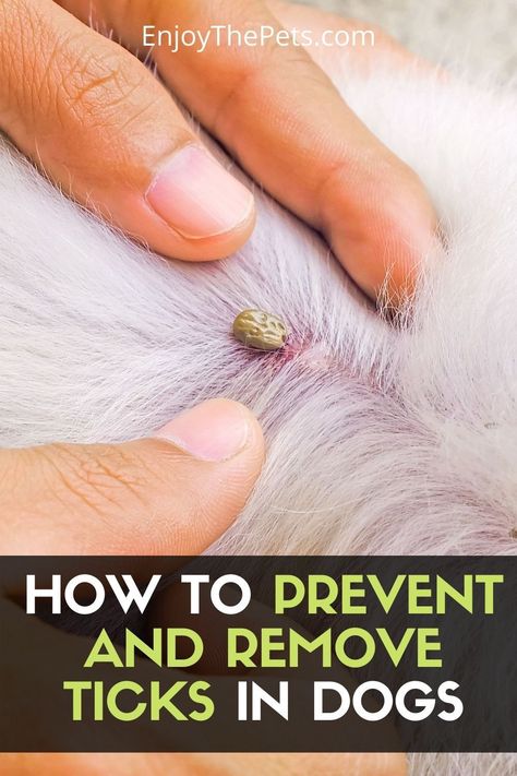 Natural Remedies For Ticks On Dogs, Home Remedy For Ticks On Dogs, How Do You Remove A Tick From A Dog, How To Get Ticks Off Dogs, Essential Oils For Ticks On Dogs, Removing Ticks From Dogs, Remove Ticks From Dogs, Removing A Tick From A Person, How To Get Rid Of Ticks On Dogs