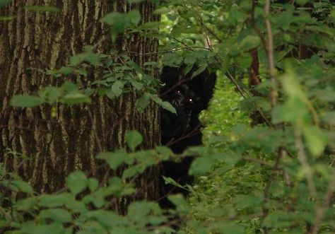 "Backyard Bigfoot" ~ Ohio Real Bigfoot Pictures, Inconvenience Store, Dogman Encounters, Real Bigfoot, Skunk Ape, Sasquatch Sightings, Bigfoot Pictures, Yeti Bigfoot, Visual Writing Prompts