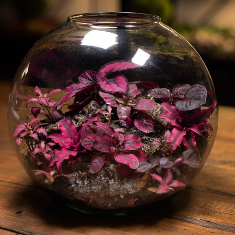 Made a redarrium today. Plants below 👇 • Cryptanthus rubens • Hypoestes • Fittonia • Begonia • Iresine #bristol #ome #terrariums #plants #interiordesign Iresine Plant, Pink Terrarium, Nature Home, Landscape Decor, April 26, Bristol, Terrarium, Plants, Pink