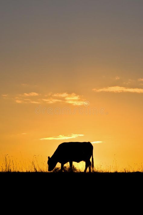 Horse Room, Country Sunset, Cow Photography, African Sunset, Sunset Images, Country Stuff, Watercolor Tutorials, Watercolor Sunset, Sunset Background