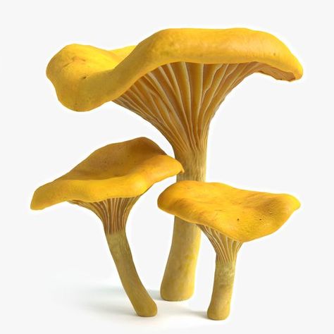 Mushroom 3d, Chanterelle Mushrooms, الفن الرقمي, Mushroom Pictures, Png Icons, Mushroom Art, A White Background, Art Reference Photos, Digital Collage