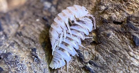 Isopod Breeding, Isopod Setup, Isopod Enclosure, Pill Bug, Cool Bugs, Reptile Enclosure, Vivarium, Amphibians, Reptiles