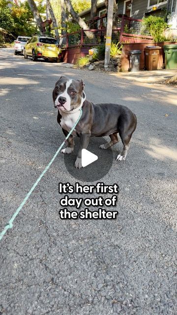 The Dodo on Instagram Unlikely Animal Friends Videos, Unlikely Animal Friends, Cat And Dog Videos, Dog Attack, Country Music Festival, Dance Choreography Indian, Big Head, Dogs Love, Cute Funny Dogs