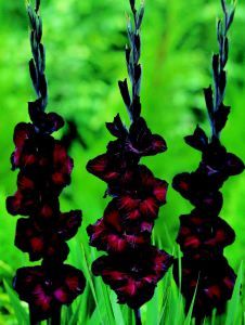 Gardening Gone Goth by 1486: Gladiolus Black Star Gladiolus Bulbs, Goth Garden, Gladiolus Flower, Gothic Garden, Meteor Garden 2018, Magic Garden, Black Garden, Dark Flowers, Unusual Flowers