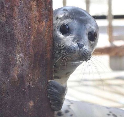 Cute Animals 𓆉 on Instagram: “What are you looking at? 👀” Baby Seal, A Seal, Animals, On Instagram, Instagram