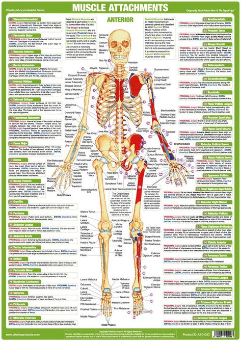 Muscle Anatomy Charts Skeletal human Body Posters | Etsy Nervous System Anatomy, Human Nervous System, Human Muscle Anatomy, Body Facts, Muscle Structure, Bone Structure, Skeletal System, Human Body Anatomy, Muscular System