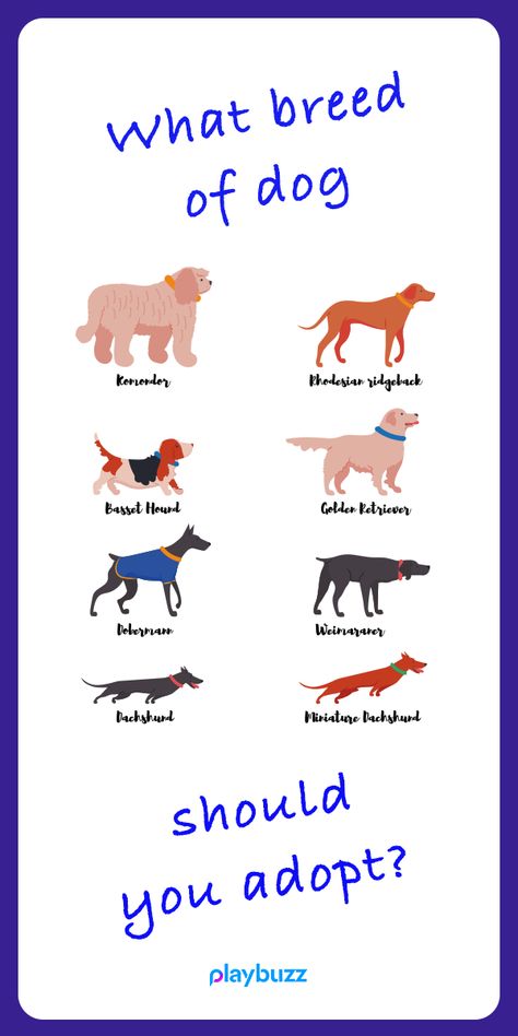 What breed of dog should you adopt?! What Dog Should I Get Quiz, Dog Quizzes, Dog Breed Quiz, Dog Quiz, Adopt Dog, Fun Personality Quizzes, Different Dog Breeds, Dog Obsessed, What Kind Of Dog