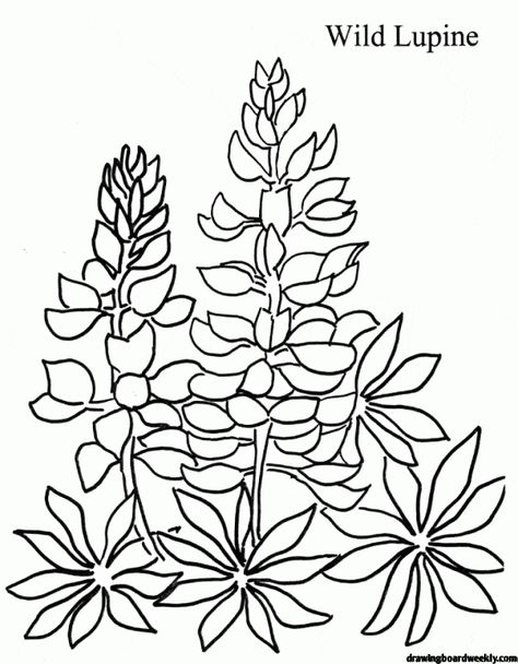 Bluebonnet Coloring Page Free Wild Lupine, Lupine Flowers, Garden Coloring Pages, Printable Coloring Sheets, Color By Numbers, Flower Coloring Pages, Blue Bonnets, Colorful Garden, Coloring Book Pages