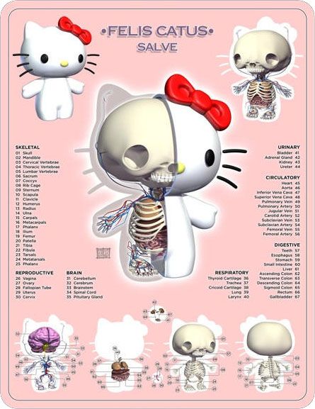 Anatomy of Hello Kitty.  She has a mouth? Hello Kitty Sanrio, Hello Kitty And Friends, My Melody, Wall Collage, My Room, Skeleton, Anatomy, Hello Kitty, Kitty