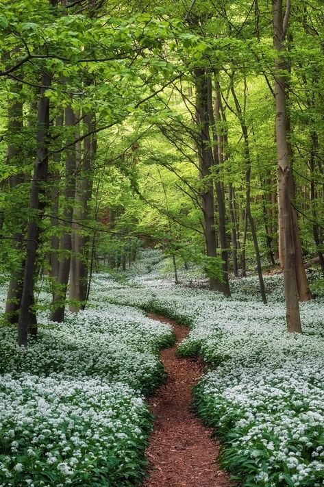 marvstonehood on X: "The wild garlic shows his full beauty right now in the woods of #germany #forest #photography #landscape https://t.co/zoW6bKrbjz" / X Germany Forest, Stone Pathway Ideas, Wooded Backyard Landscape, Forest Witch Aesthetic, Pleasure Garden, Pathway Ideas, Enchanted Wood, Stone Pathway, Wild Garlic